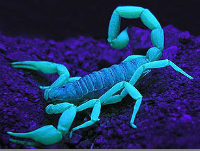 Scorpion Glow 200x151