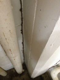 Termite Damage 195x260