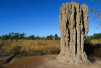 Termite-Mound 200x134
