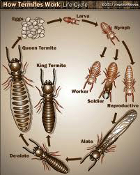 Termites 201x251