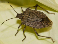brown marmorated stink bug 200x153
