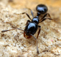 little black ant 195x184