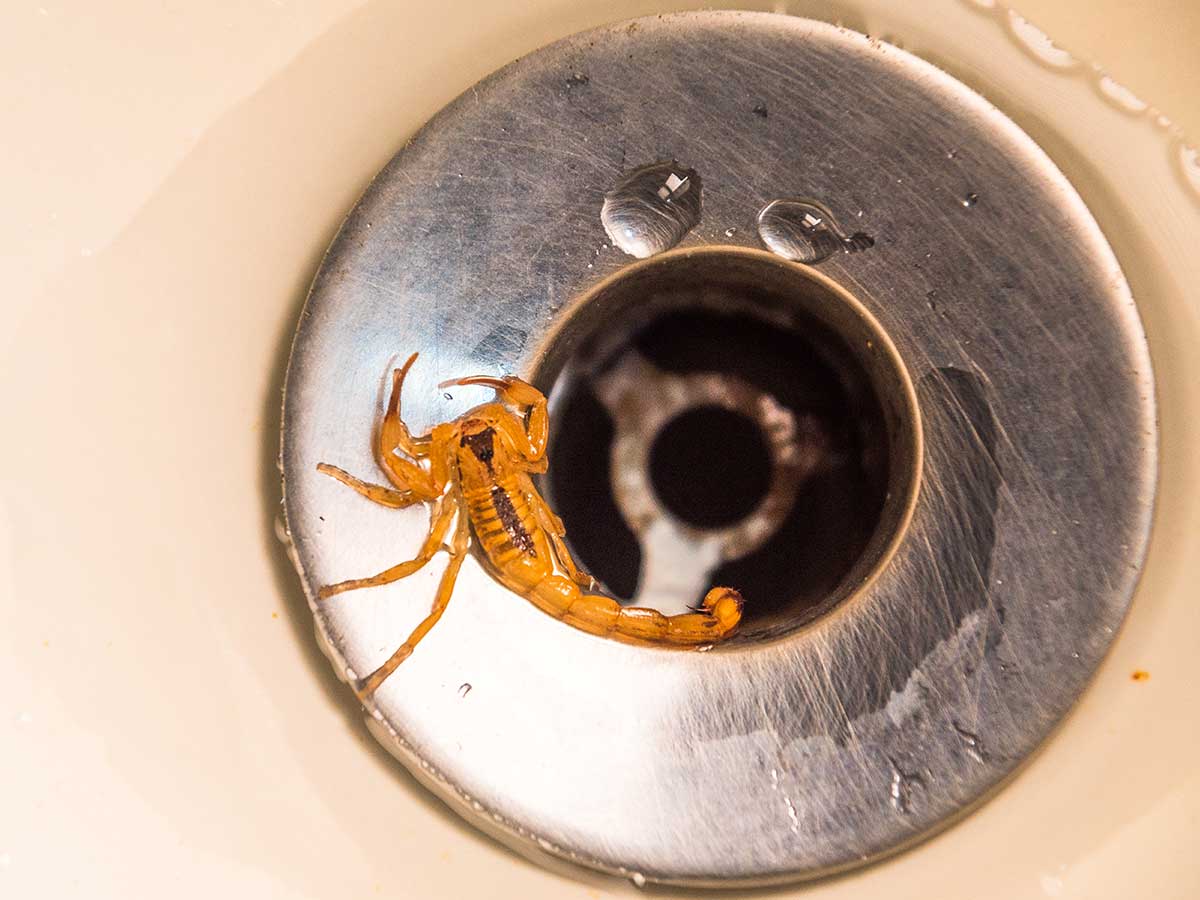 A scorpion in the drain of a home