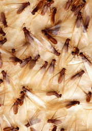 termite swarmers 180x257