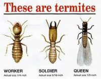 these are termites 200x157