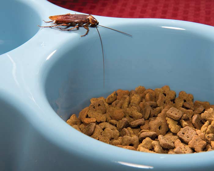 American cockroaches tend to come out after rains and floods.