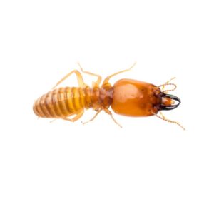 Close-up of a termite