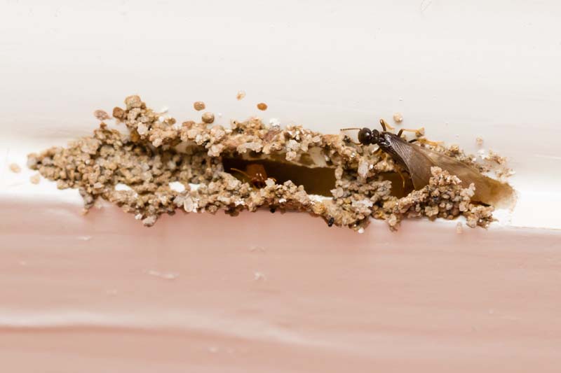 This is a termite swarmer breaking through molding. 