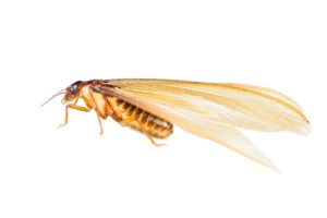 Swarmers signal nearby termite activity. A trained professional can tell you whether or not you have termites or conducive conditions for termites. 