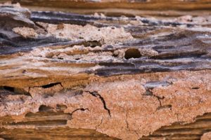 Termite traces. 