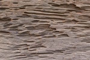 Hollow tube-like wood damage can indicate past or continuing termite activity. 