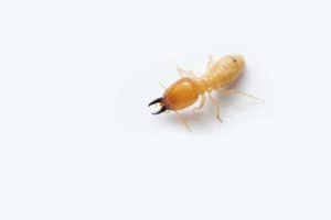 Termites are tiny. They can be sometimes be confused with ants. Seek a professional if you're not sure. 