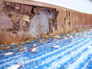 Interior termite wood damage. 