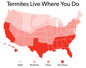 Termites live where you do. 