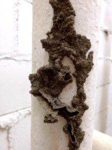 Mud tubes are a clear indication of termite activity. 