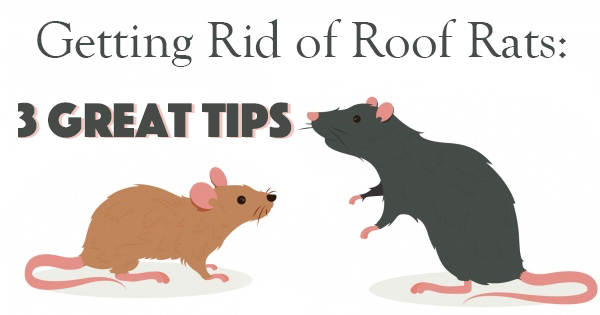 get rid of rats