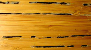 Image of bamboo hardwood floor termite damage.