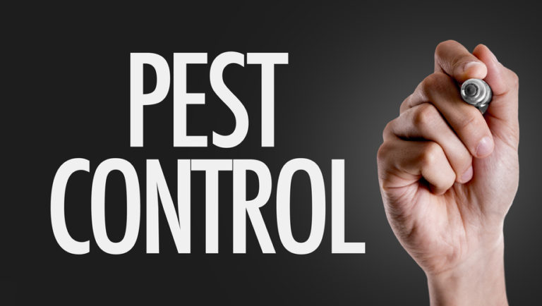 Importance of Pest and Rodent Control: Get Rid of Rats ...