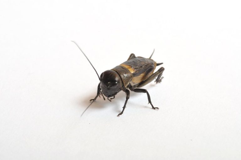 Are Crickets Harmful? The Bug Master Pest Control and Disinfecting