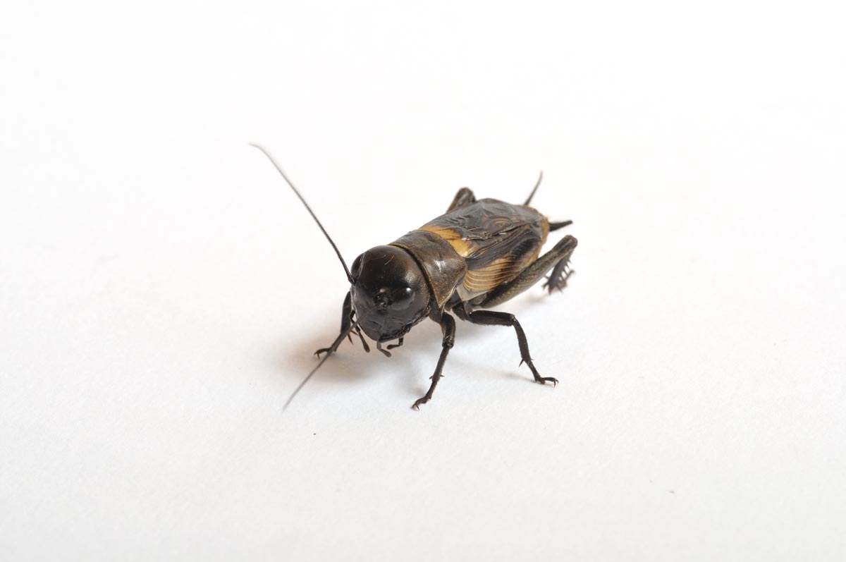 Are Mole Crickets Harmful To Dogs