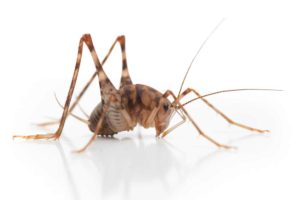 Crickets can get into your house through tiny openings in and around your home. They tend to do this when it gets hot and dry outside.