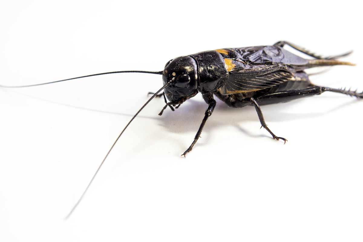 What Kills Crickets?