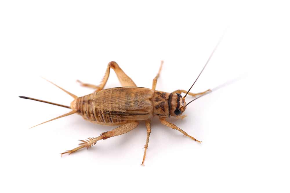 House crickets can hide in some really hard-to-reach places. Learn how to find them and treat.