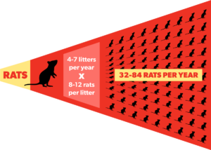 Rats in your attic will breed producing up to 7 times a year producing litters of up to 12 rats.