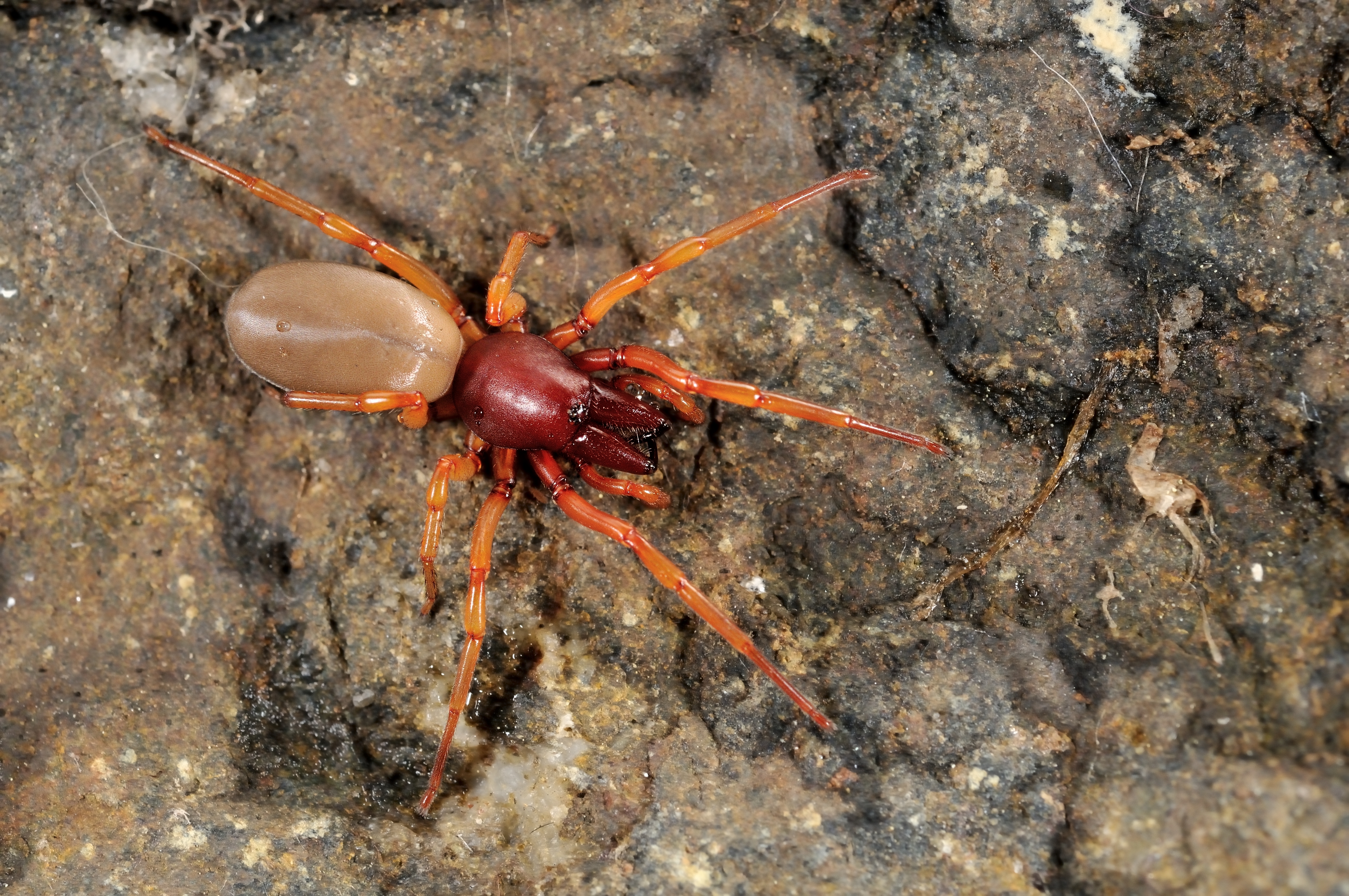 red colored spiders in colorado