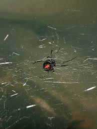 The appearance of a black widow spider that is constructed half hazardly