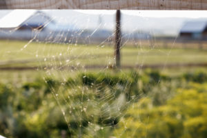 A spider web from a yellow orb spider near a fence line