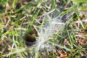 Frunnel weaver grass spider web.