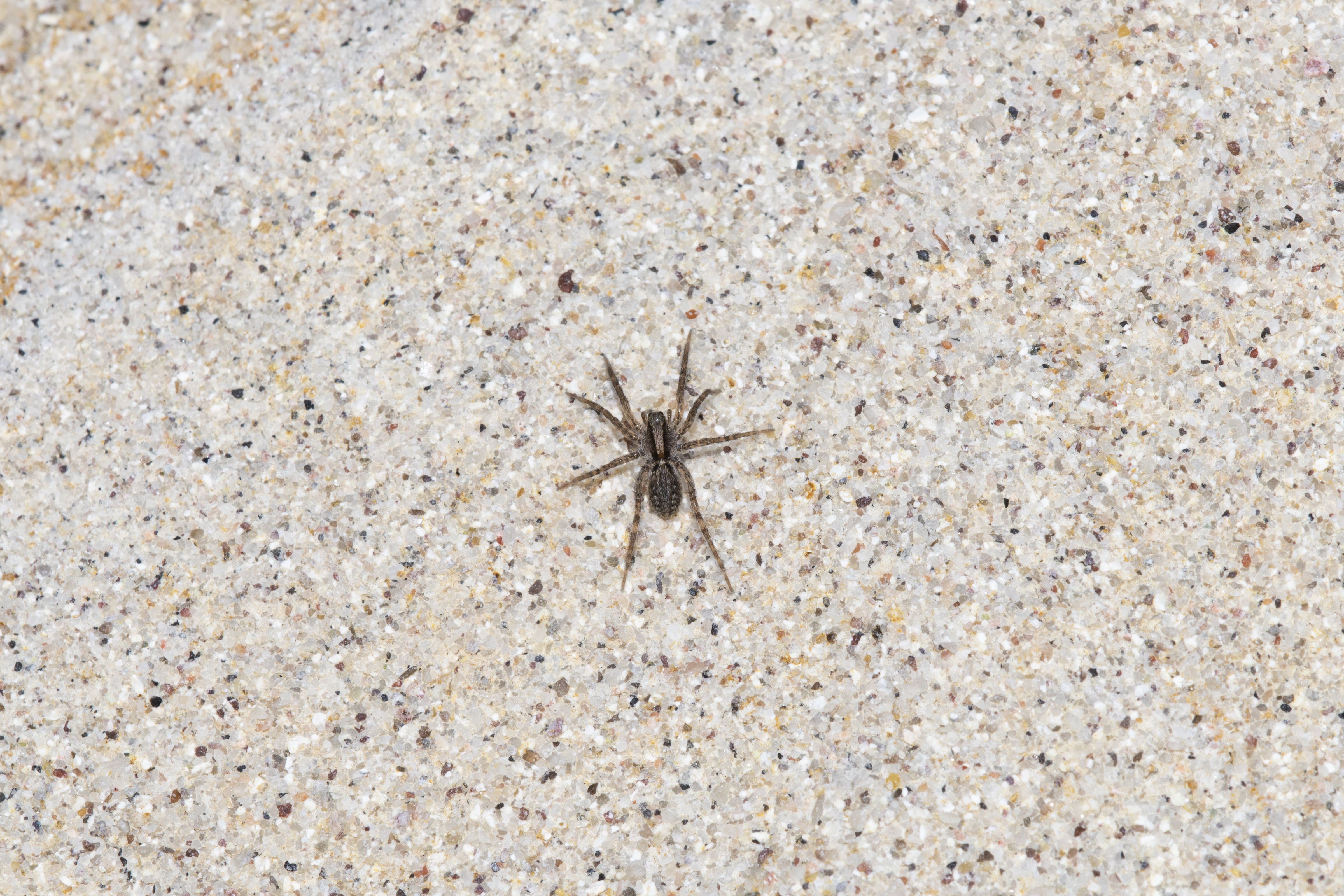 5 Common Biting Spiders - Green Pest Services