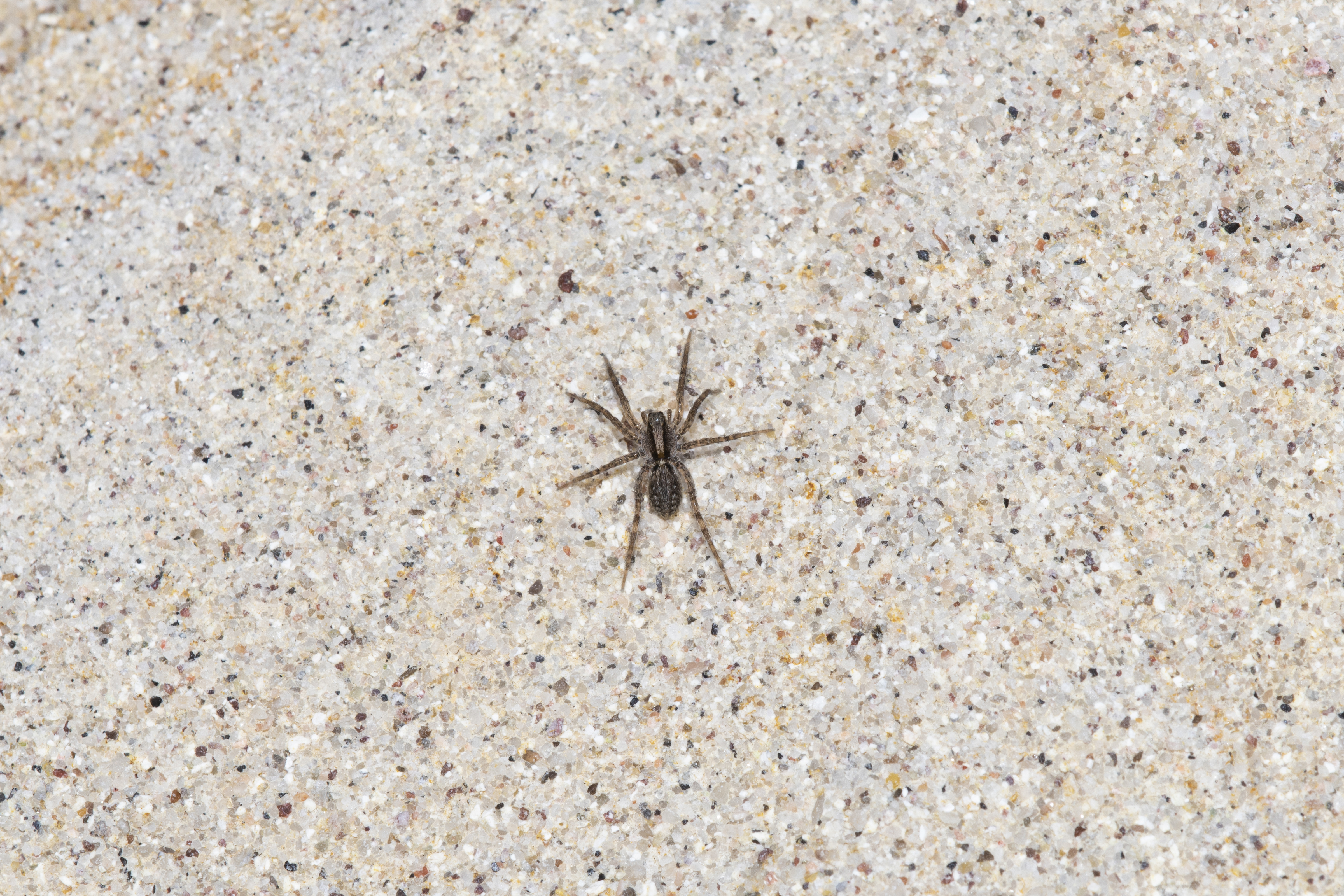 10 Most Common House Spiders - How to Identify a Dangerous Spider