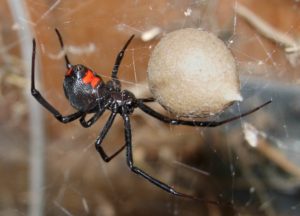A black widow spider near a sack of eggs