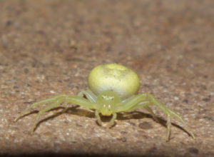 A crab spider