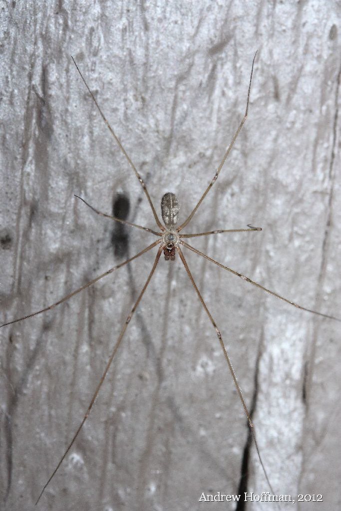 Daddylongleg Spiders - Control, Extermination, Removal