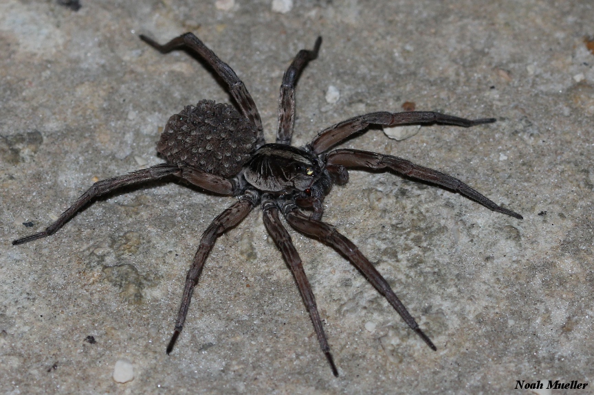 large spiders in central texas