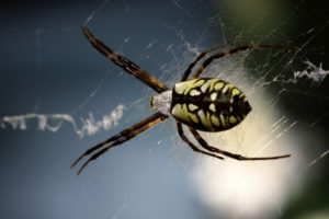 A yellow orb weaver spider 