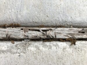 Signs of Termites on Wood
