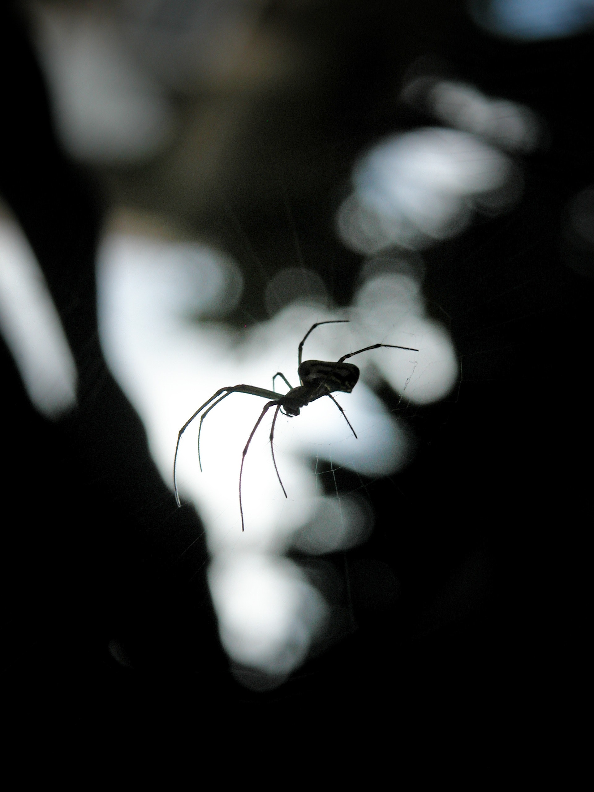 6 Common Types of Spiders In Texas - Identification and Prevention!