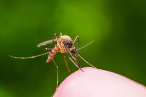 Adult mosquito on human finger