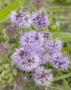 A close up of a Pennyroyal plant