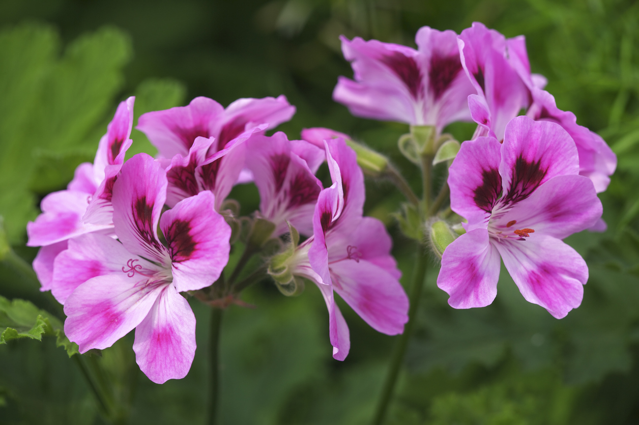 Growing And Caring For Scentedleaved Geraniums