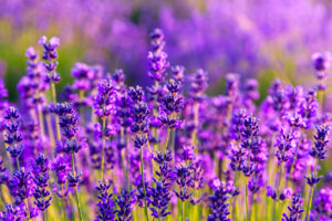 Violet lavender field 