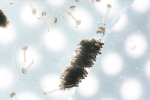 mosquito larva egg under light microscopy