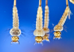 Mosquito larvas macro underwater.