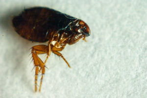 A close up of an adult flea