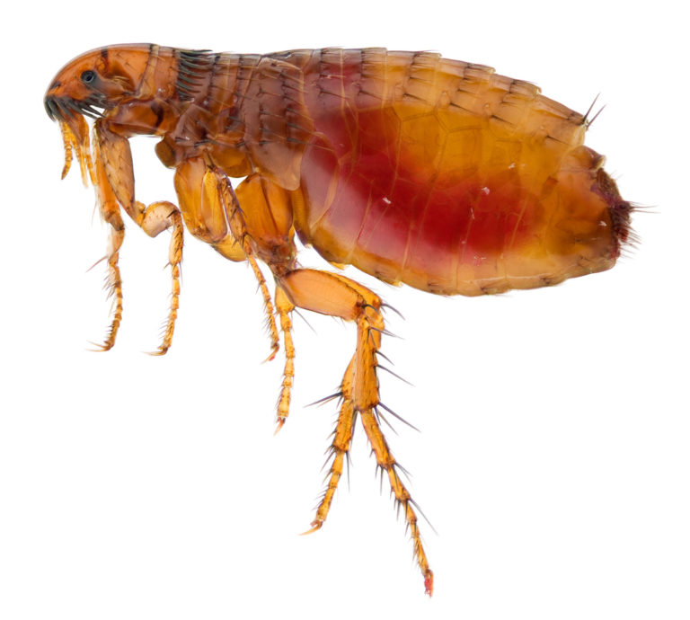 Common Types of Fleas in Texas The Bug Master
