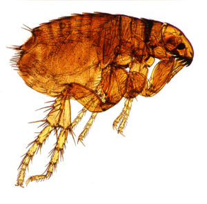 A close up view of a dog flea, also known as Ctenocephalides canis.